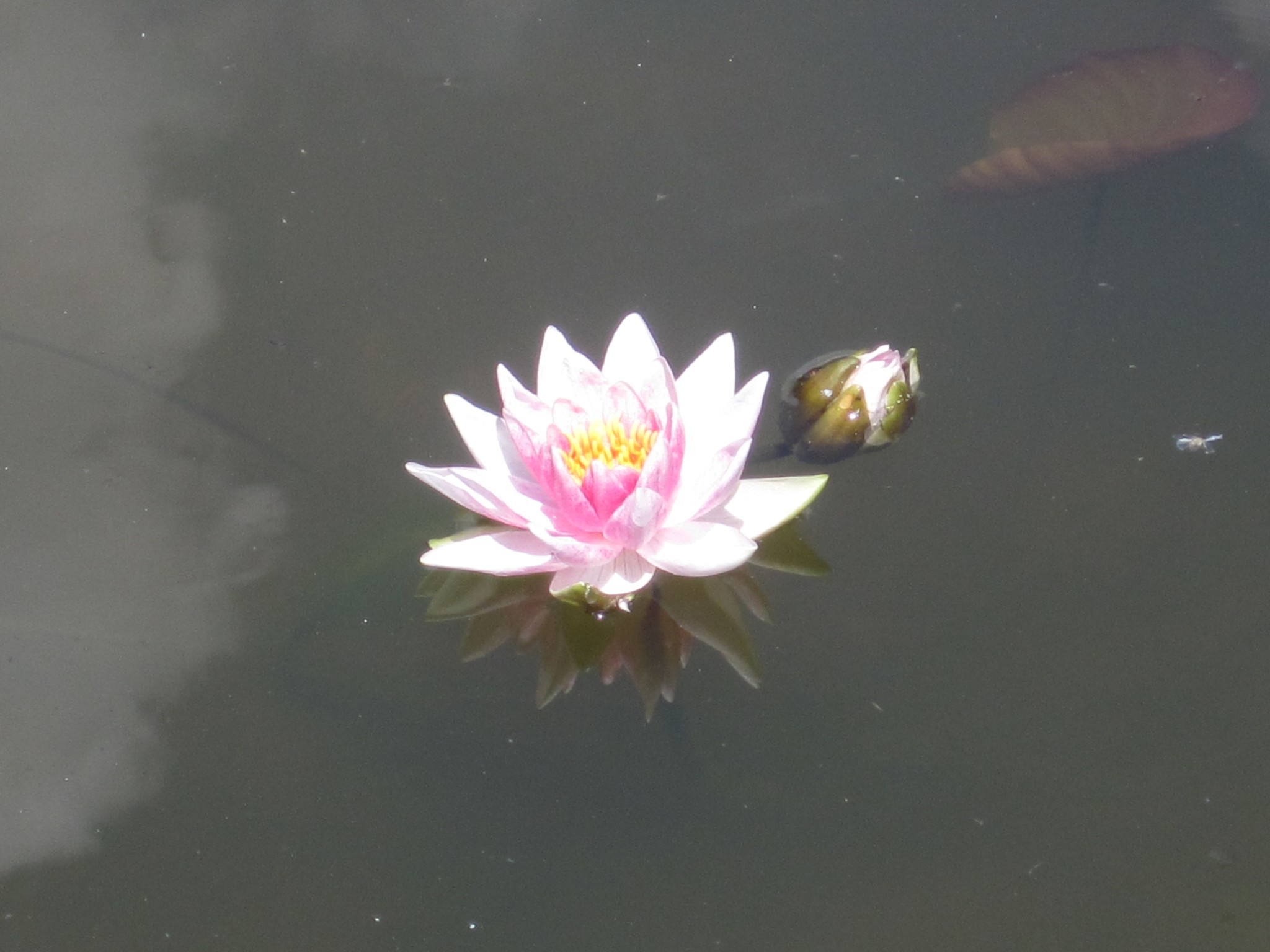 Imagem Representativa de Mab, uma flor de Lotus
